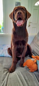 Wolf, Labrador Retriever
