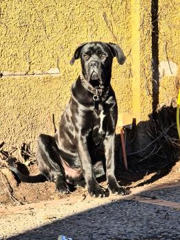 Polo, Cane Corso