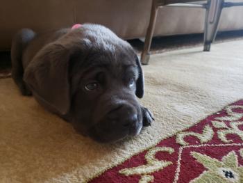 Frodo, Cane Corso