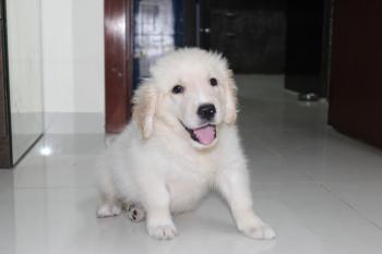 Muffin, Golden Retriever