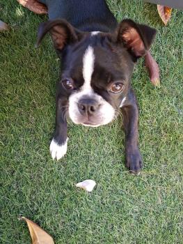 Rosie, Boston Terrier