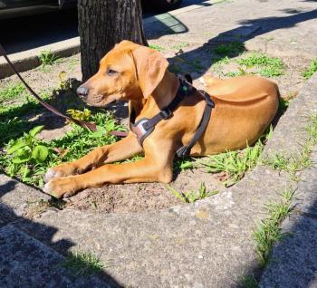 Inu, Rhodesian Ridgeback
