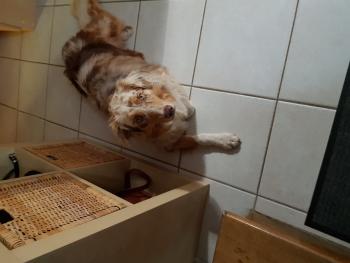 Praline, Pastor Australiano