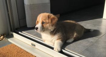 Roger Muller, Corgi Galés De Pembroke