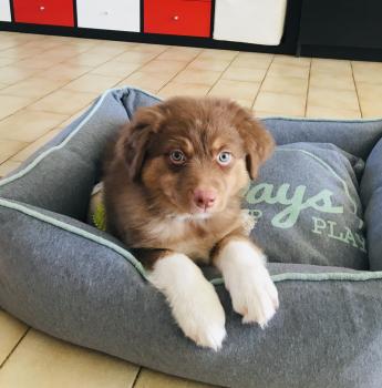 Roxie, Pastor Australiano