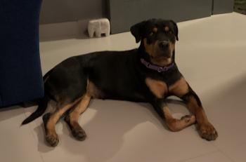 Honey, Rottweiler