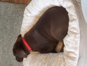 Hadley, Labrador Retriever