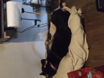 Vida, Cane da pastore belga