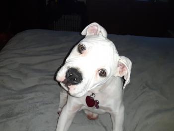 Harley, Bulldog americano
