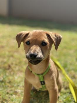 Nala, Parson Jack Russell Terrier (De Pelaje Corto - Suave)