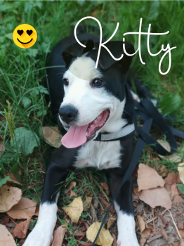 kitty, Border Collie