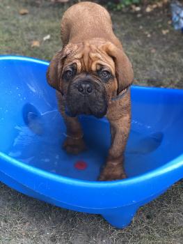 Rocky, Dogo De Burdeos