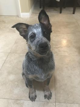 Luna, Perro australiano del ganado