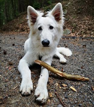 Cosmo, Berger Blanc Suisse