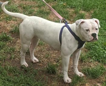 Hope, Bulldog americano