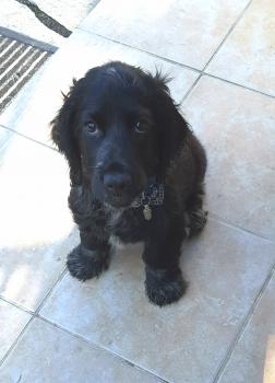 RAMBO, Cocker Spaniel
