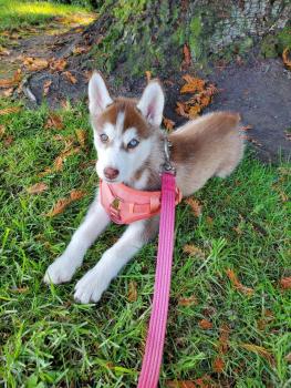 Natsu, Husky Siberiano