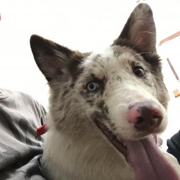 Tô ( Vecto, Border Collie