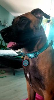 Luna, Pastor Belga