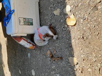 Luna, Perro australiano del ganado