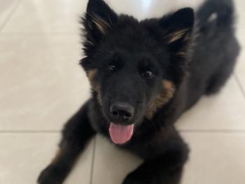 Rio, Eurasier