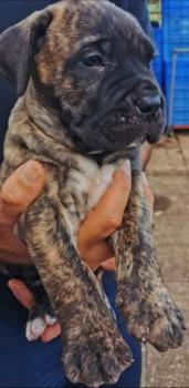 reys, Presa canario