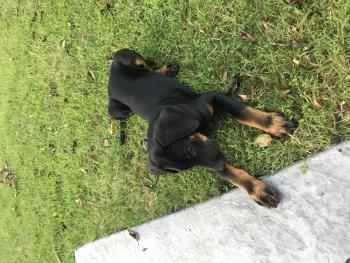 Rio, Beauceron