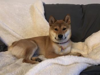 Mya, Shiba