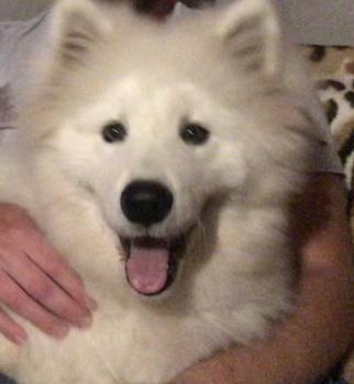 Simba, Samoyede