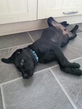 Dexter, Labrador Retriever