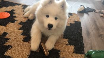 KUMA, Samoyedo