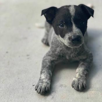 Maynard, Perro australiano del ganado