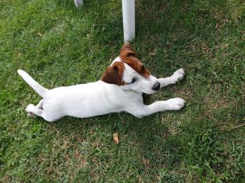 Maszat, Parson Jack Russell Terrier (De Pelaje Corto - Suave)