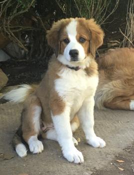 Katalena, Berner Sennenhund