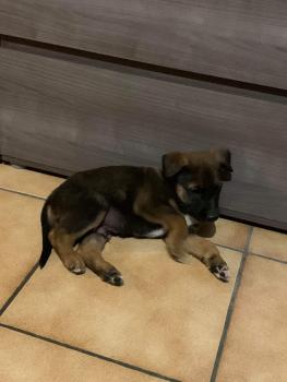 Ranger, Pastor Belga Malinois