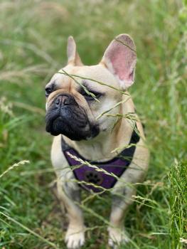 Mabel, Bulldog Francés