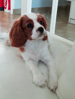 Rêva, Cavalier King Charles Spaniel