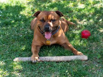 Muffin, Staffordshire Bull Terrier