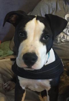 Légo, Staffordshire Bull Terrier