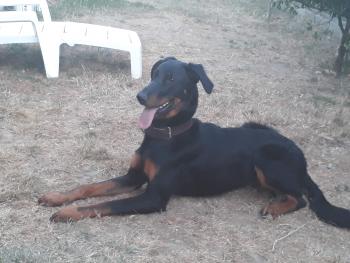 Pearl, Beauceron