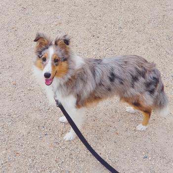 Ryu, Pastor De Shetland