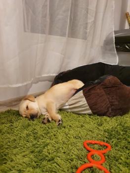Toto, Labrador Retriever