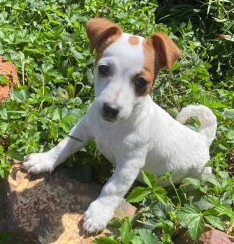 Liya, Jack Russell Terrier