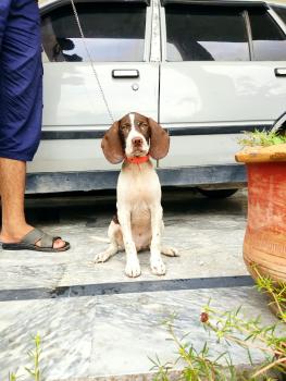 Jackie, Pointer