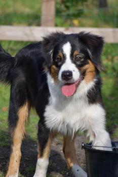 Yukon, Australian Shepherd