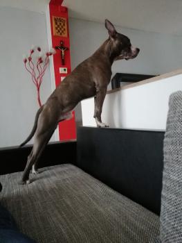 Zeus, American staffordshire terrier
