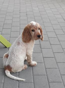 Ringo, Cocker Anglais