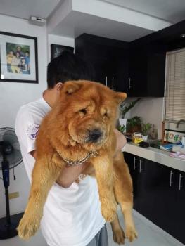 Lola, Chow Chow