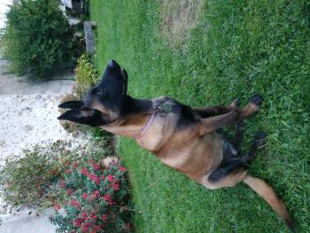 Romy, Pastor Belga Malinois