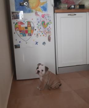 Marcy, Bulldog
